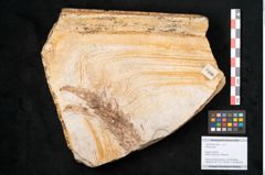 Foto (Objekt + Etikett) von Plantae indet.  (NHMW-GEO-2024-0188-11490)